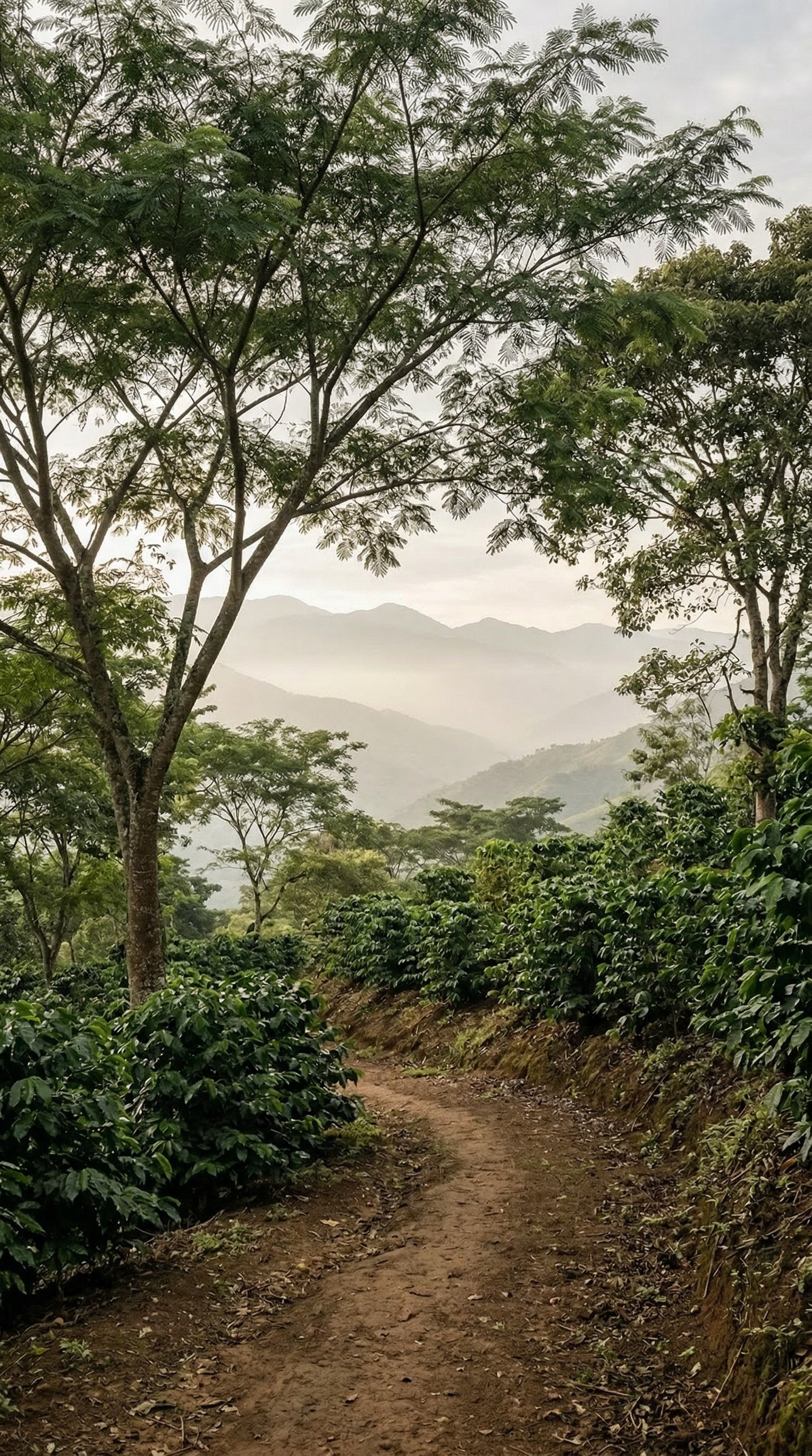 Cafe de Especialidad | Natural en Grano | Colombia Sierra Nevada