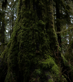 NYTS | Café Monodosis ESE | Rainforest Sostenible