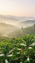 Cafe de Especialidad | Natural en Grano | Etiopía Yirgacheffe