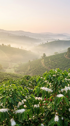 Cafe de Especialidad | Natural en Grano | Etiopía Yirgacheffe