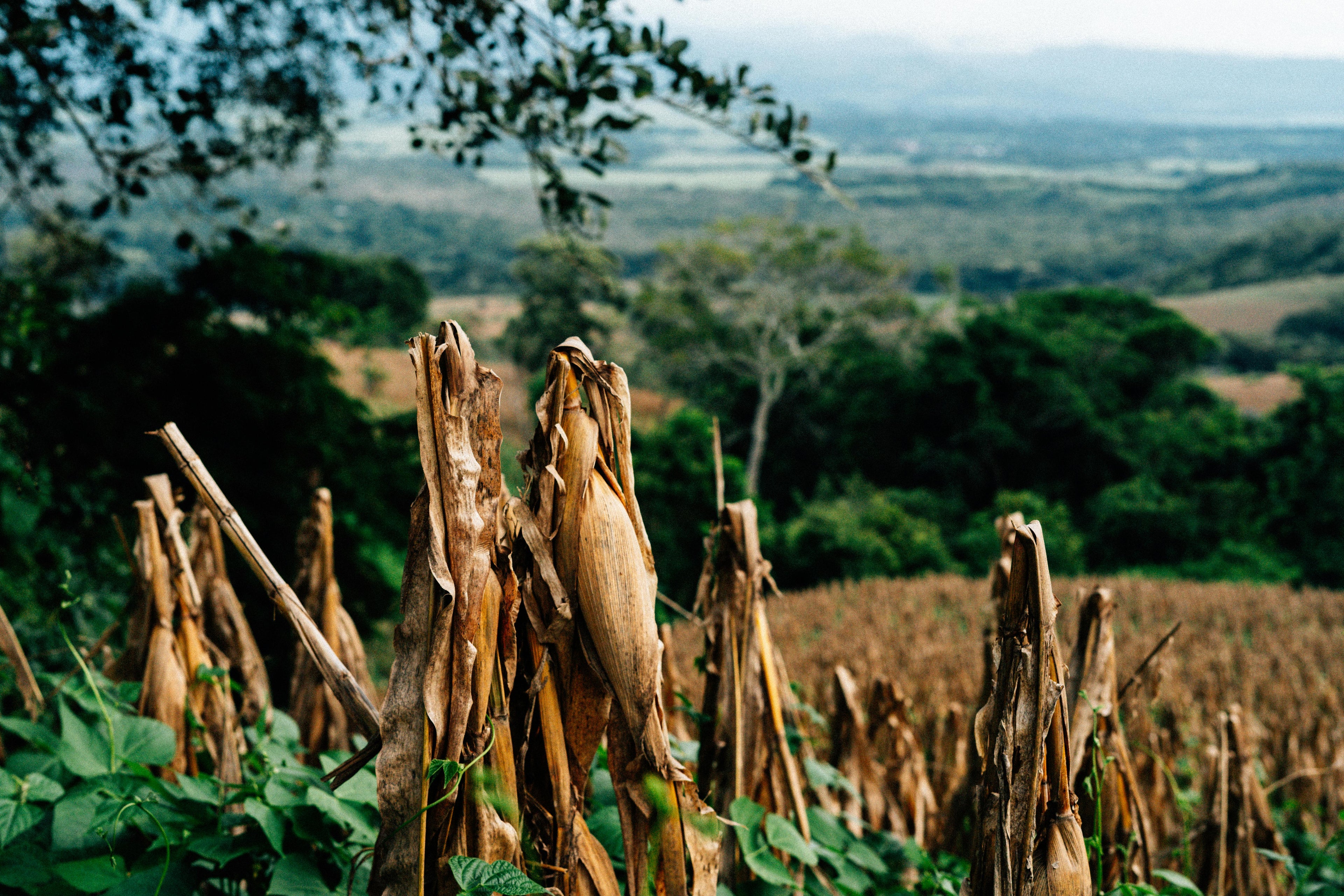 NYTS | Café Monodosis ESE | Rep. Dominicana (Mieludo)