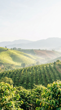Cafe de Especialidad | Natural en Grano | Colombia Golden Huila