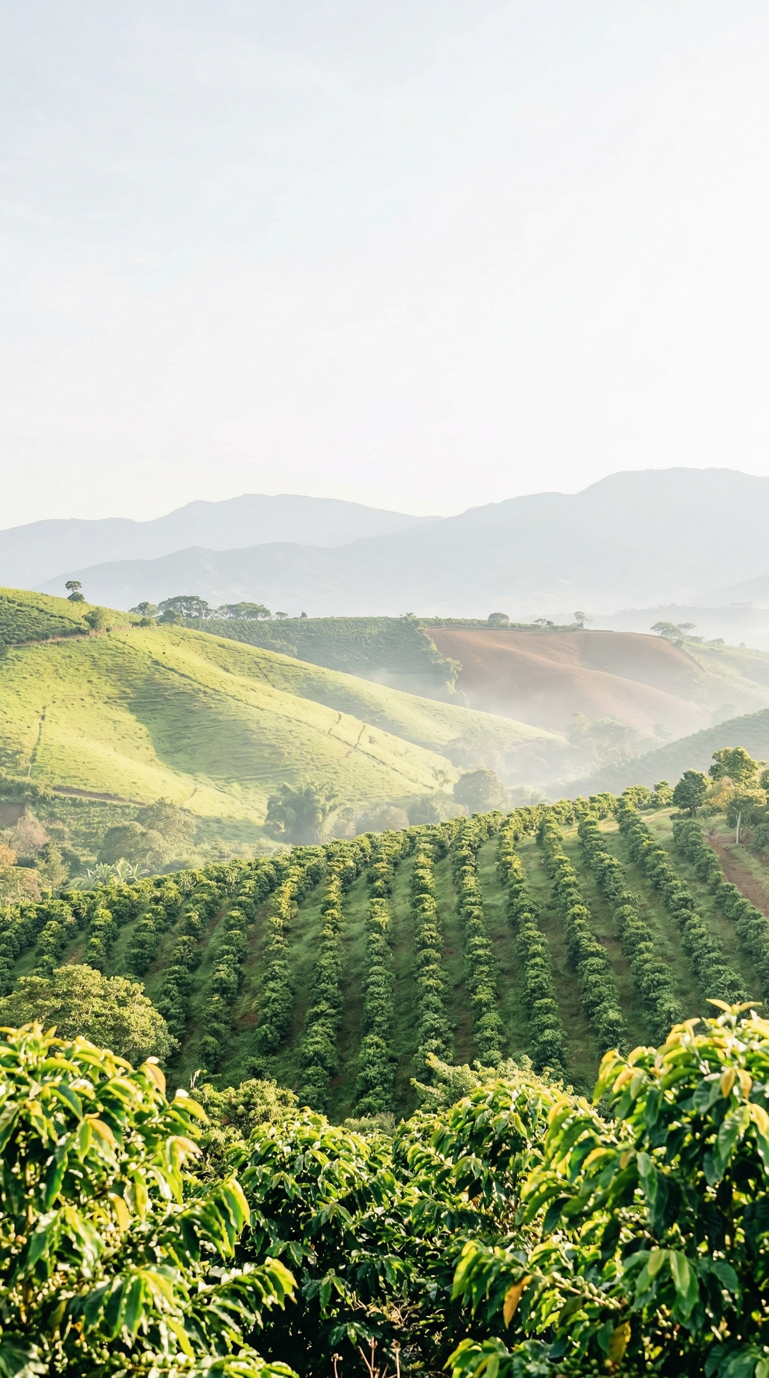 Cafe de Especialidad | Natural en Grano | Colombia Golden Huila
