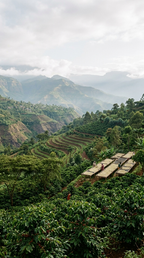 Cafe de Especialidad | Natural en Grano | Etiopia Sidamo