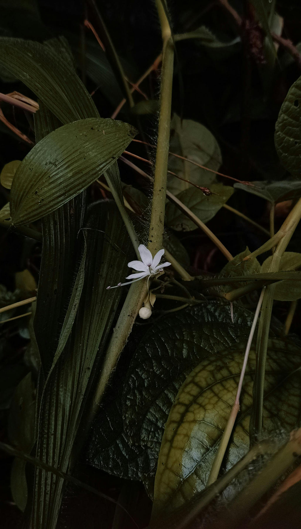 NYTS | Café Monodosis ESE | Colombia Flor de Apia