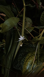 NYTS | Café Monodosis ESE | Colombia Flor de Apia