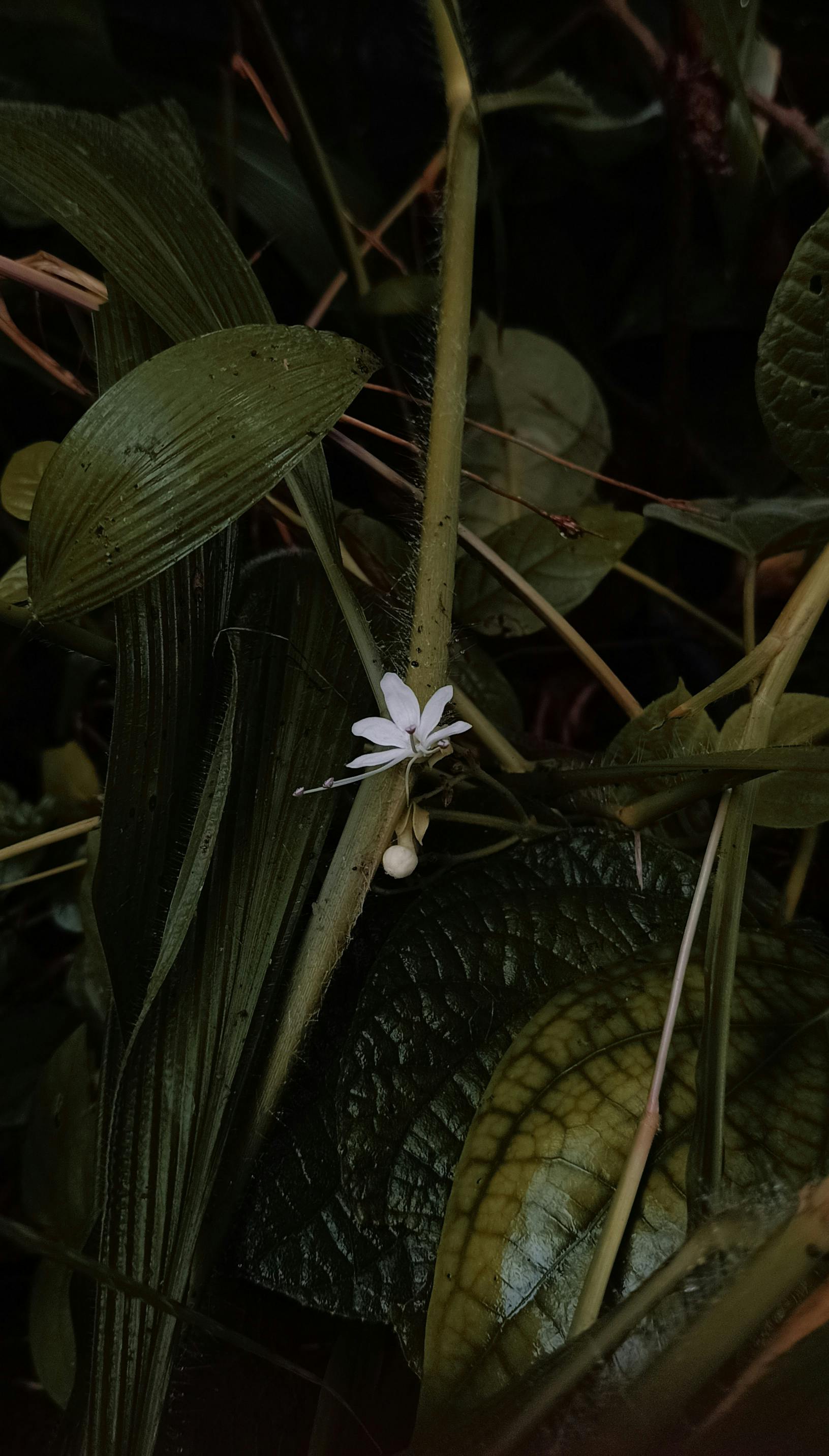 NYTS | Café Monodosis ESE | Colombia Flor de Apia