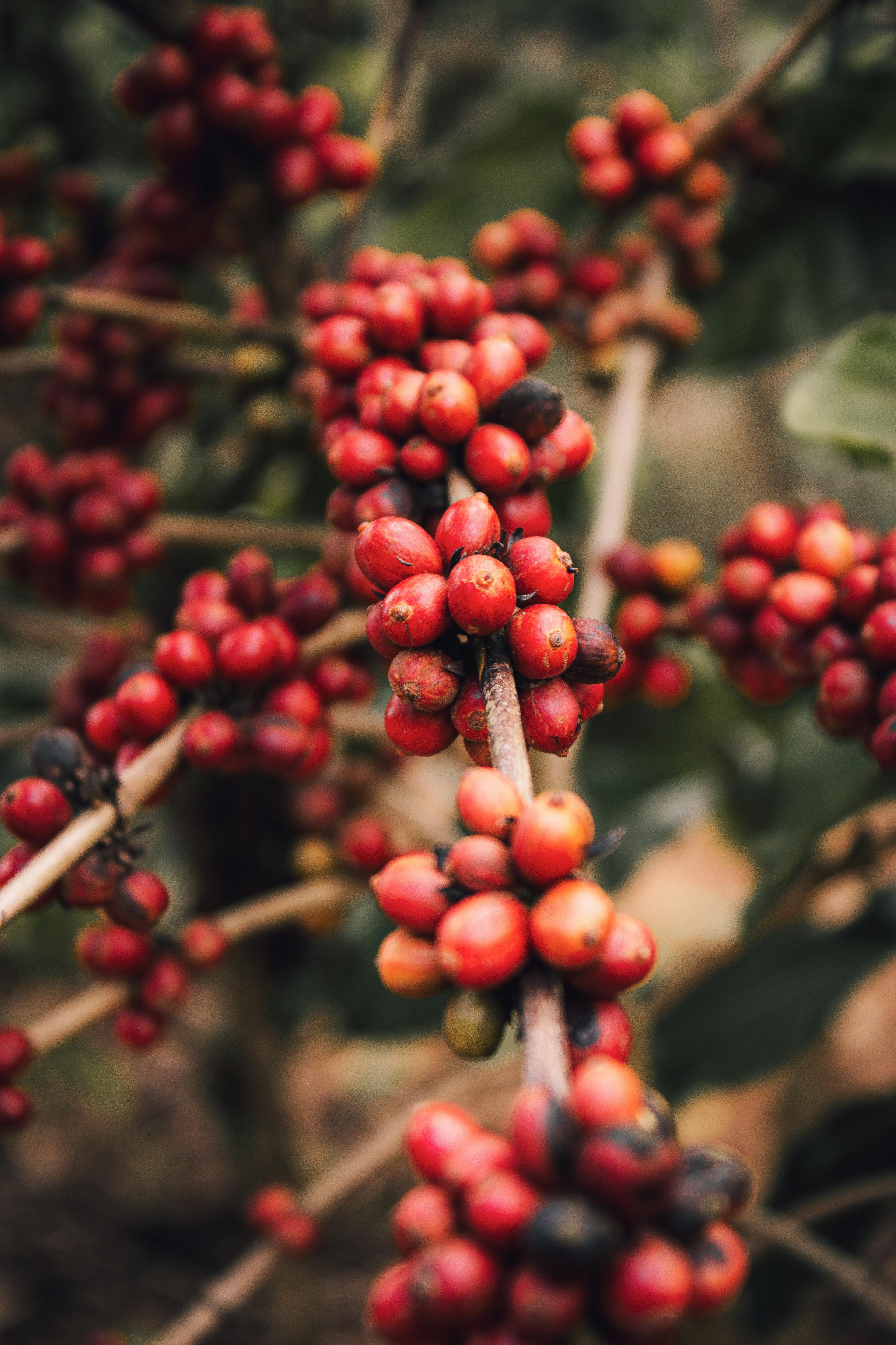 Cafe de Especialidad | Natural en Grano | Honduras